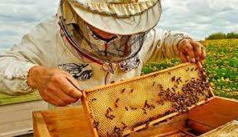 „БГ ХАЙВ“ ООД обявява свободна работна позиция за пчелар