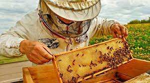 „БГ ХАЙВ“ ООД обявява свободна работна позиция за пчелар