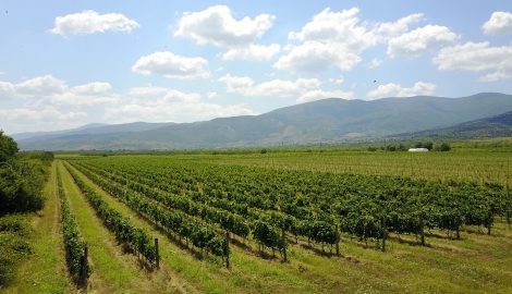 Стаж и работни позиции във винарска изба Джинвира