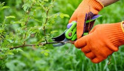 Фирма “Garden Care”  ЕООД обявява свободна позиция за градинар-озеленител.