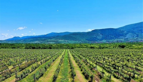 Фамилна винарна Портеви ЕООД – Bendida Winery, обявява свoбодни работни позиции