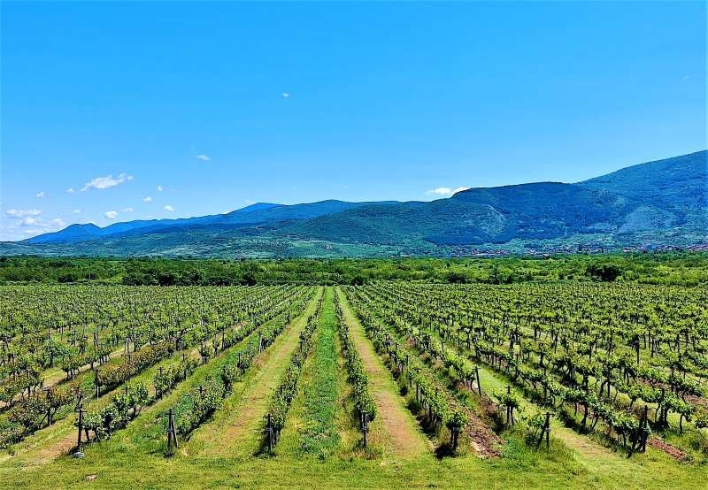 Фамилна винарна Портеви ЕООД – Bendida Winery, обявява свoбодни работни позиции